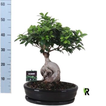Ficus micr. Ginseng in keramiek ovaal zwart