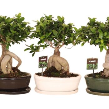 Ficus micr. Ginseng in keram. ovaal schaal met schotel gemengd