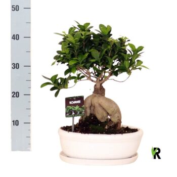 Ficus micr. Ginseng in keram. ovaal schaal met schotel wit