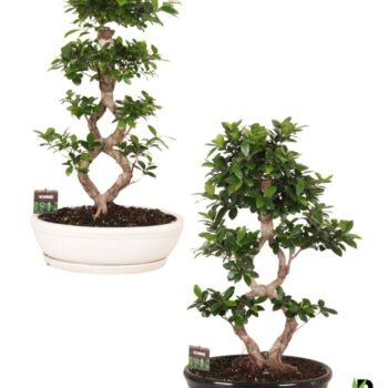 Ficus micr. 8-type in keram. ovaal schaal met schotel gemengd