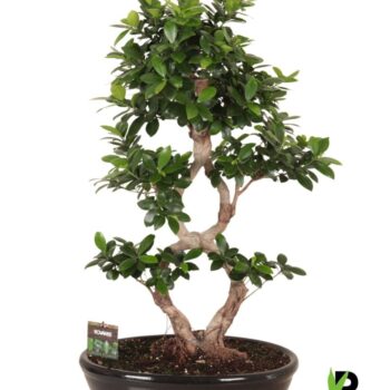 Ficus micr. 8-type in keram. ovaal schaal met schotel zwart