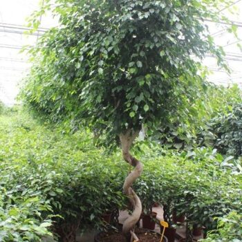 Ficus Exotica