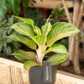 Aglaonema Sakura Mochi
