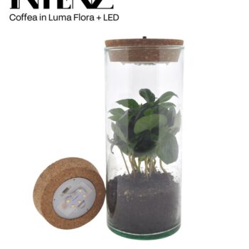 Coffea in Luma Flora met kurk LED -levertijd: 24 u