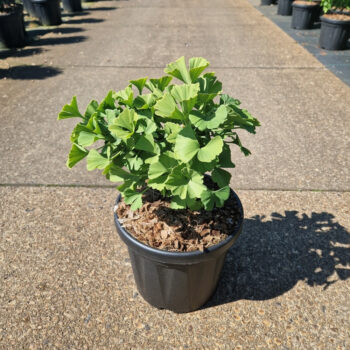 Ginkgo biloba 'Troll'