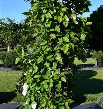 Actinidia kolomikta