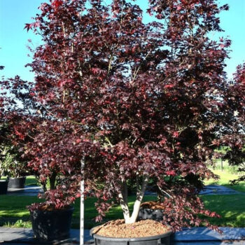 Acer pal. 'Bloodgood'