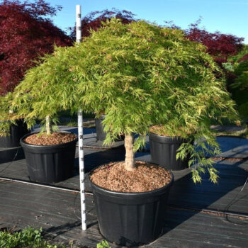 Acer pal. 'Green Lace'