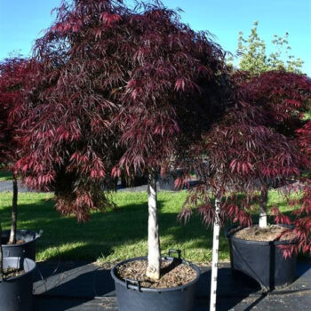 Acer pal. 'Inaba-shidare'