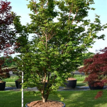 Acer pal. 'Sangokaku'