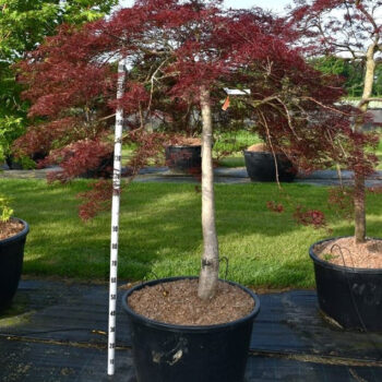 Acer pal. 'Stella Rossa'