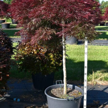 Acer pal. 'Stella Rossa'