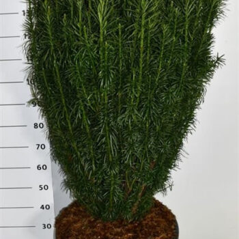 Cephalotaxus h. 'Fastigiata'