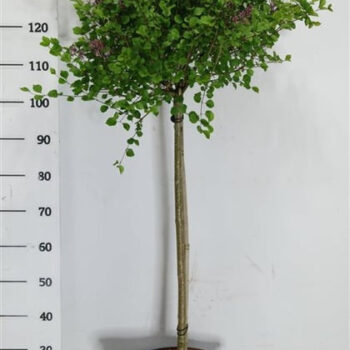 Syringa meyeri 'Palibin'