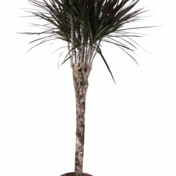 Dracaena Magenta