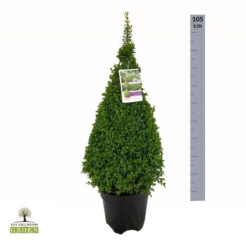 Buxus sempervirens Piramide 80-100