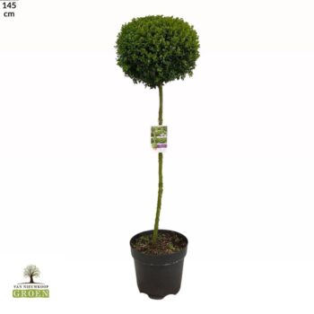 Buxus sempervirens Bol op stam XL