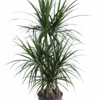 Dracaena Marginata