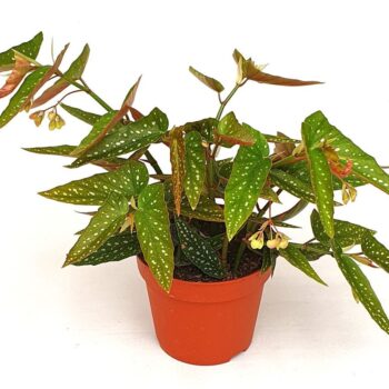 Begonia Tamaya struik wit