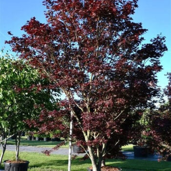 Acer pal. 'Bloodgood'