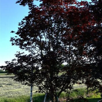Acer pal. 'Bloodgood'