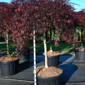 Acer pal. 'Inaba-shidare'