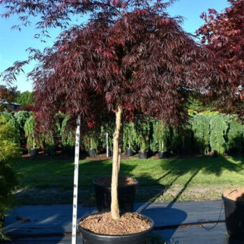 Acer pal. 'Inaba-shidare'