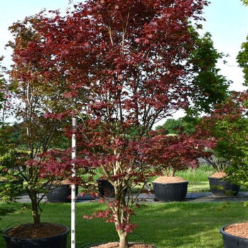 Acer pal. 'Sumi-nagashi'
