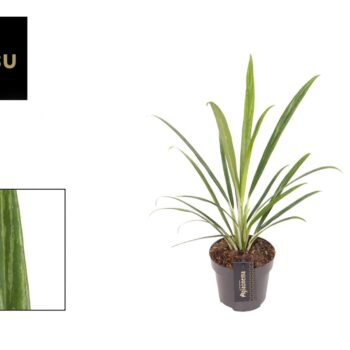 Aglaonema Forest Grass