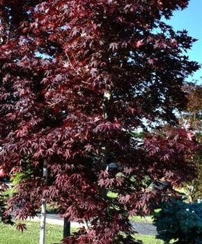 Acer pal. 'Fireglow'