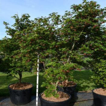 Acer pal. 'Autumn Red'