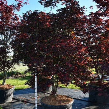 Acer pal. 'Bloodgood'