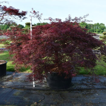 Acer pal. 'Crimson Queen'