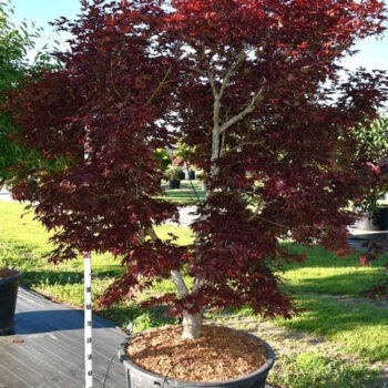 Acer pal. 'Fireglow'