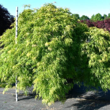 Acer pal. 'Green Lace'