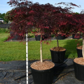 Acer pal. 'Inaba-shidare'