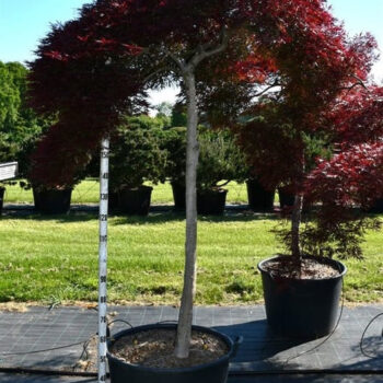 Acer pal. 'Inaba-shidare'