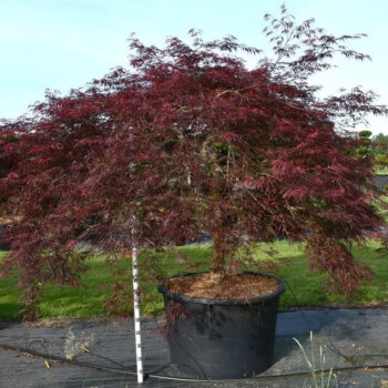 Acer pal. 'Inaba-shidare'