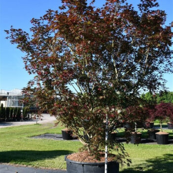 Acer pal. 'Masu-kagami'