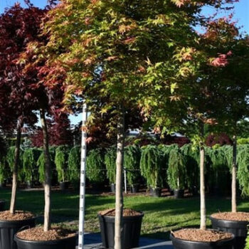 Acer pal. 'Shin-deshojo'