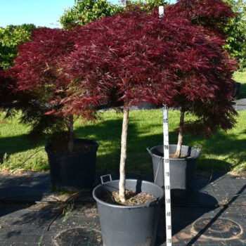 Acer pal. 'Stella Rossa'