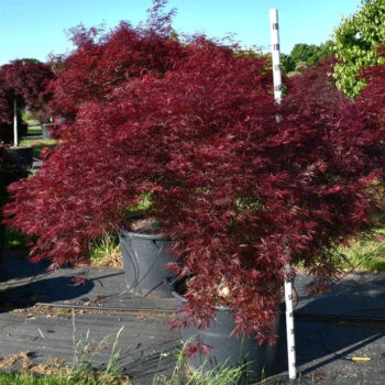Acer pal. 'Stella Rossa'