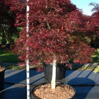 Acer pal. 'Stella Rossa'