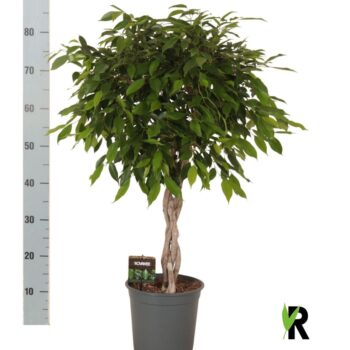 Ficus benj Foliole