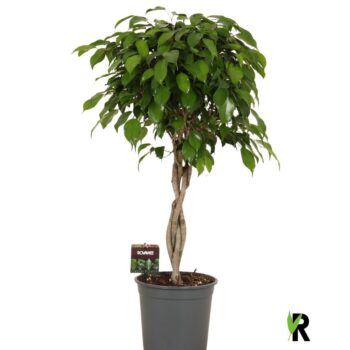 Ficus benj. Danielle