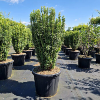 Cephalotaxus harr. 'Fastigiata'