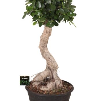 Ficus micr. Panda bonsai