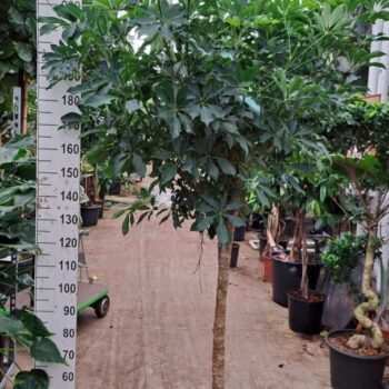 Schefflera Compacta rechte stam 250