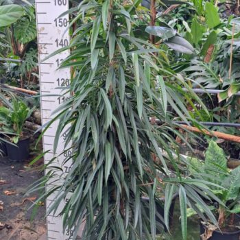 Ficus Alii piramide 180