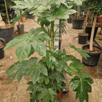 Fatsia Japonica 150